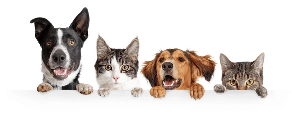 Veterinary Tablets Exporter from Rajasthan