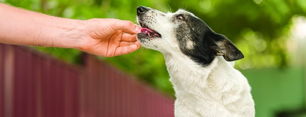 senior-dog-supplement-banner