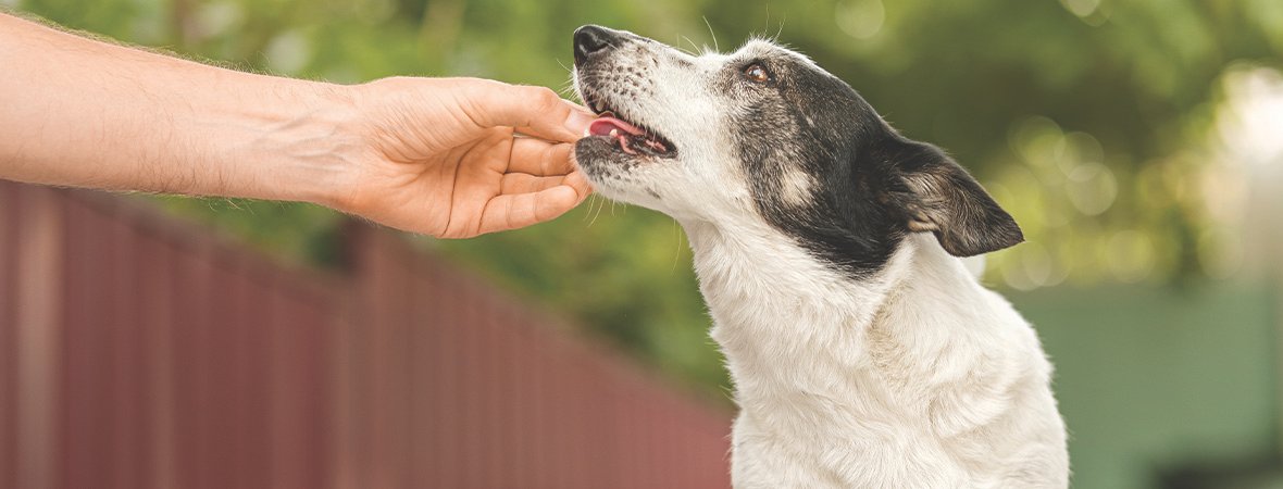 senior-dog-supplement-banner